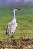 Sandhill Craneborder=